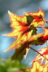 DSCF0132