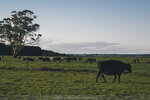 2-Melbourne-1554-P1840145