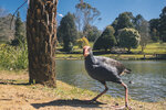 2-Melbourne-1774-P1840581