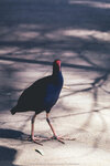2-Melbourne-1778-IMG_4477
