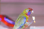 2-Melbourne-1785-IMG_4522