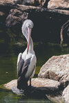 2-Melbourne-1961-IMG_5420