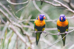 2-Melbourne-1983-IMG_5536