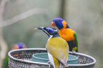 2-Melbourne-1984-IMG_5545