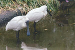 2-Melbourne-1991-IMG_5602