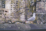 2-Melbourne-2085-P1860476