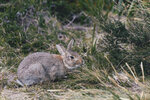 1-Tasmania-0147-IMG_9902