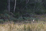 1-Tasmania-0179-IMG_9976
