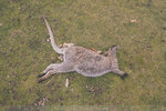 1-Tasmania-0180-P1790157