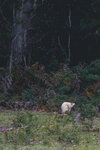 1-Tasmania-0181-IMG_9987