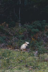 1-Tasmania-0182-IMG_9990