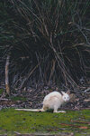 1-Tasmania-0183-IMG_0033