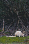 1-Tasmania-0184-IMG_0038