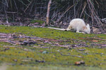 1-Tasmania-0185-IMG_0042