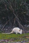 1-Tasmania-0186-IMG_0053