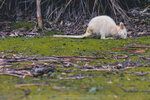 1-Tasmania-0187-IMG_0055
