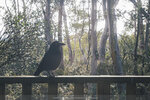 1-Tasmania-0283-P1790465