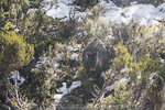 1-Tasmania-0284-P1790478