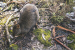 1-Tasmania-0286-P1790563