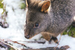 1-Tasmania-0289-IMG_0154