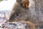 1-Tasmania-0290-IMG_0169