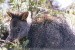 1-Tasmania-0292-IMG_0185