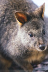 1-Tasmania-0293-IMG_0188