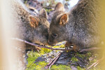 1-Tasmania-0295-IMG_0216