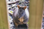 1-Tasmania-0296-IMG_0221