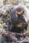 1-Tasmania-0297-IMG_0226