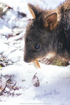 1-Tasmania-0300-IMG_0254