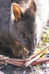1-Tasmania-0302-IMG_0277