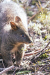 1-Tasmania-0304-IMG_0298