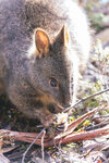 1-Tasmania-0305-IMG_0322