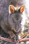 1-Tasmania-0308-IMG_0344