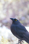 1-Tasmania-0309-IMG_0360