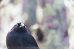 1-Tasmania-0310-IMG_0399