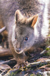 1-Tasmania-0311-IMG_0408