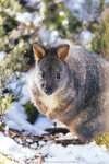 1-Tasmania-0313-IMG_0444