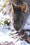1-Tasmania-0314-IMG_0467