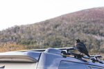 1-Tasmania-0333-IMG_0487