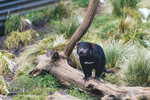1-Tasmania-0361-IMG_0593