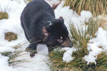 1-Tasmania-0362-IMG_0607