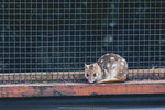 1-Tasmania-0363-IMG_0617