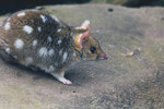 1-Tasmania-0364-IMG_0618