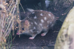 1-Tasmania-0365-IMG_0623
