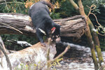 1-Tasmania-0367-IMG_0630