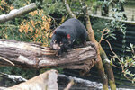 1-Tasmania-0368-IMG_0639