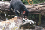 1-Tasmania-0369-IMG_0650
