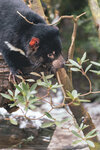 1-Tasmania-0370-IMG_0666